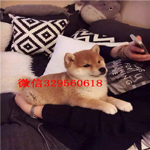 萍乡哪里卖法国斗牛犬带血统法斗法牛多少钱