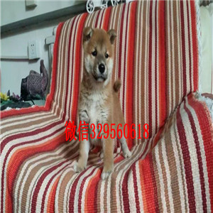 湘潭哪里有法国斗牛犬奶油色黑白花法牛法牛图