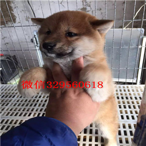 哈尔滨哪里有法国斗牛犬高品质法牛法牛犬舍