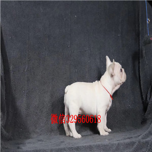 锡林郭勒哪里卖纯种法斗犬高品质法国斗牛犬法国斗牛犬出售 犬舍繁殖赛级法国斗牛犬幼犬