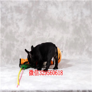 包头出售奶油色法斗犬哪里有卖法牛精品法国斗