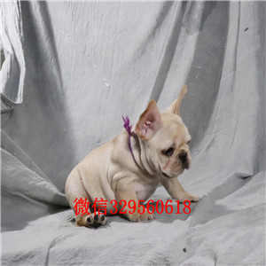 牡丹江法国斗牛犬 公母都有哪里有卖法牛法国斗牛犬出售 犬舍繁殖赛级法国斗牛犬幼犬