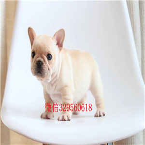 阳江哪里有卖纯种法国斗牛犬黑白奶白黄白法牛法国斗牛犬 健康纯种出售法国斗牛犬幼犬