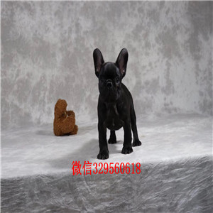 白山哪里能买到纯种斗牛犬精品一道筋法国斗牛犬精品法国斗牛犬 颜色齐全出售奶油色法国斗牛