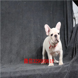 锡林郭勒哪里卖纯种法斗犬高品质法国斗牛犬法