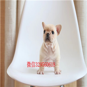 内江哪里有卖纯种法国斗牛犬黑白奶白黄白法牛纯种法国斗牛犬法国斗牛犬  双血统