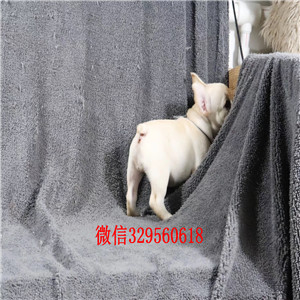 兴安盟法国斗牛犬 公母都有奶油白色黑白黑法