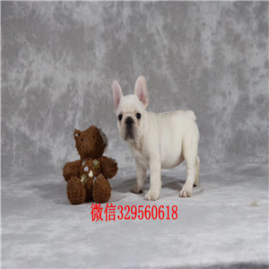白城哪里卖纯种法斗犬精品一道筋法国斗牛犬精品法国斗牛犬 颜色齐全自家繁育的双血统法斗