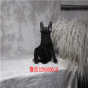 赤峰哪里卖纯种法斗犬高品质法国斗牛犬小体法国斗牛犬自家繁育的双血统法斗