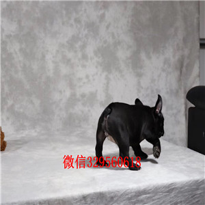 白山哪里能买到纯种斗牛犬精品一道筋法国斗牛犬精品法国斗牛犬 颜色齐全出售奶油色法国斗牛