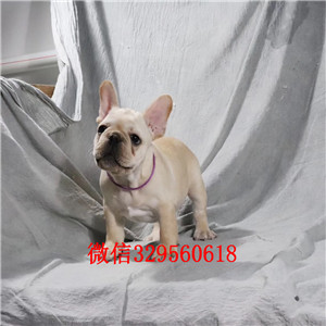 牡丹江法国斗牛犬 公母都有哪里有卖法牛法国斗牛犬出售 犬舍繁殖赛级法国斗牛犬幼犬