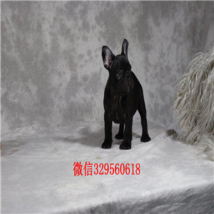 赤峰哪里卖纯种法斗犬高品质法国斗牛犬小体法