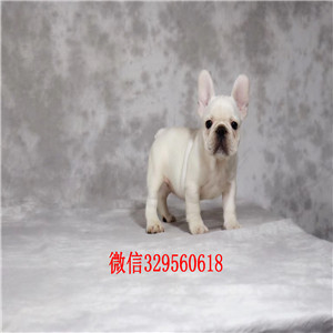 白城哪里卖纯种法斗犬精品一道筋法国斗牛犬精
