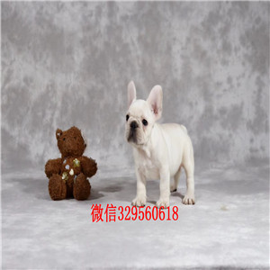 赤峰哪里卖纯种法斗犬高品质法国斗牛犬小体法国斗牛犬自家繁育的双血统法斗