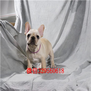 承德市出售奶油色法斗犬高品质法国斗牛犬法国