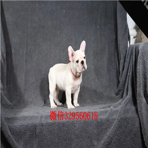 锡林郭勒哪里卖纯种法斗犬高品质法国斗牛犬法国斗牛犬出售 犬舍繁殖赛级法国斗牛犬幼犬