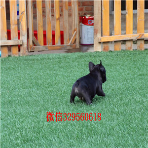 鄂尔多斯出售奶油色法斗犬高品质法国斗牛犬小体法国斗牛犬自家繁育的双血统法斗