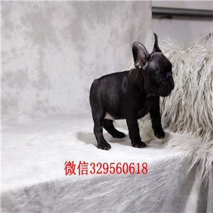 白山哪里能买到纯种斗牛犬精品一道筋法国斗牛犬精品法国斗牛犬 颜色齐全出售奶油色法国斗牛