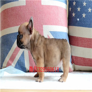 莱芜出售纯种奶油色法斗犬法国斗牛犬多少钱法国斗牛犬 健康纯种纯血统法国斗牛犬出售