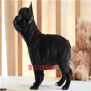 江津法国斗牛犬哪里卖法牛怎么卖精品小体法国