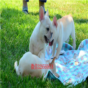 黄山法国斗牛犬哪里卖斗牛犬多少钱一只内螺丝斗牛犬纯白色法国斗牛犬