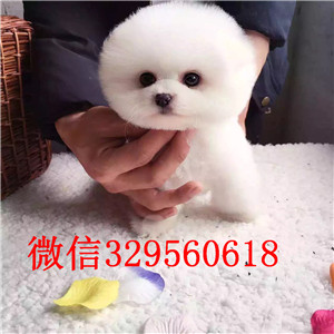 无锡极品泰迪熊茶杯玩具迷你各体各色精品泰迪