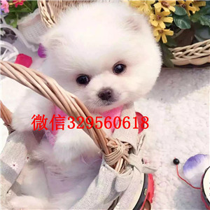 杭州纯种奶油色法国斗牛犬多少钱一只纯种法国