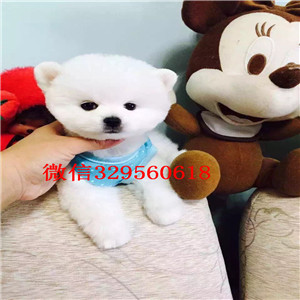 哈尔滨纯种法国斗牛犬多少钱一只纯种法国斗牛犬价格|