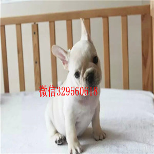 齐齐哈尔哪里有法国斗牛犬买 法牛法斗黑牛红牛奶油色多少