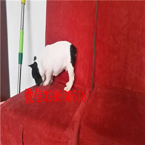 无锡出售斗牛犬 法国斗牛犬多少钱一只 奶油色法斗犬 黑色法斗