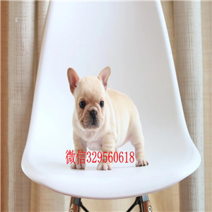 哈尔滨纯种健康的法国斗牛犬哪里有纯种健康法国幼犬虎斑法斗精品赛级法国斗牛犬