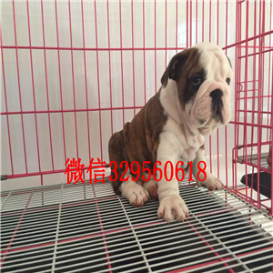 信阳大鼻筋英国斗牛犬出售纯种健康英国斗牛犬价格家养英国斗牛犬斗牛犬价格
