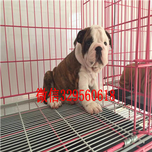 周口大鼻筋英国斗牛犬出售纯种健康英国斗牛犬