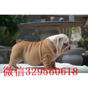 南川哪里出售英国斗牛幼犬纯种健康英国斗牛犬