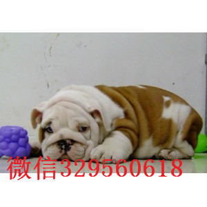开县哪里出售英国斗牛幼犬黄白花英斗多少钱一