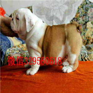 鞍山大鼻筋英国斗牛犬出售纯种白色英国斗牛犬家养赛级英国斗牛犬高品质英国斗牛犬犬舍