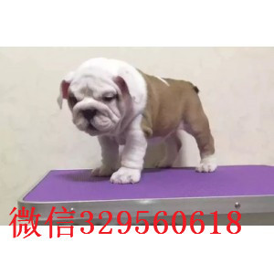 武隆哪里有卖斗牛犬的纯种健康英国斗牛犬价格
