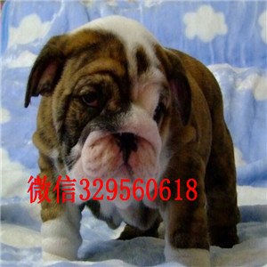 广元哪里出售英国斗牛幼犬纯种健康英国斗牛犬