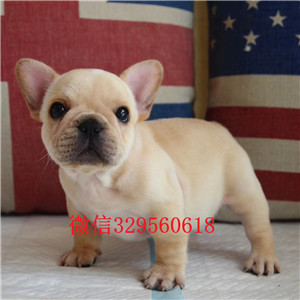 牡丹江哪里有卖法国斗牛犬法国斗牛犬幼犬图片