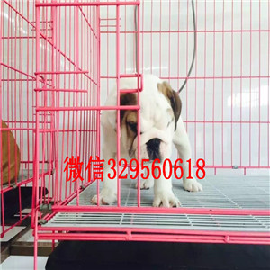 信阳大鼻筋英国斗牛犬出售纯种健康英国斗牛犬