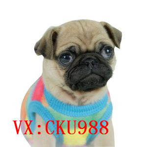 深圳哪里有宠物狗卖