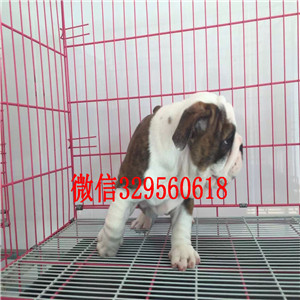 信阳大鼻筋英国斗牛犬出售纯种健康英国斗牛犬价格家养英国斗牛犬斗牛犬价格