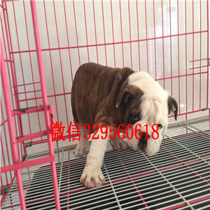 信阳大鼻筋英国斗牛犬出售纯种健康英国斗牛犬价格家养英国斗牛犬斗牛犬价格