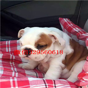 沧州大鼻筋英国斗牛犬出售纯种白色英国斗牛犬