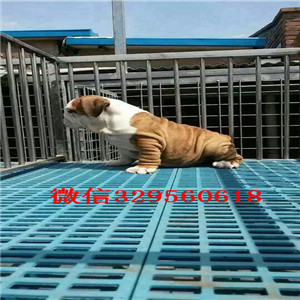 厦门大鼻筋英国斗牛犬出售纯种健康英国斗牛犬