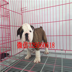 广安哪里出售英国斗牛幼犬纯种健康英国斗牛犬