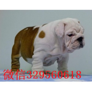 枣庄哪里有卖斗牛犬的纯种英国斗牛犬出售英牛