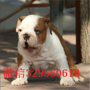 黔东南哪里有卖斗牛犬的纯种英国斗牛犬出售家养赛级英国斗牛犬英国斗牛犬多少钱一只