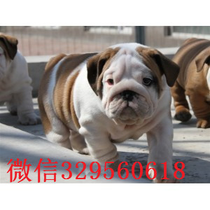 平顶山哪里有卖斗牛犬的纯种英国斗牛犬出售家