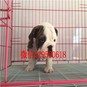 扬州哪里有卖斗牛犬的黄白花英斗多少钱一只斗